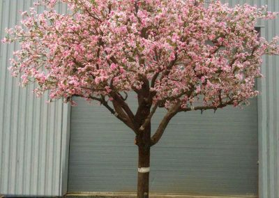 Cerisier arbre semi-naturel