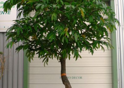 Chataignier arbre semi-naturel