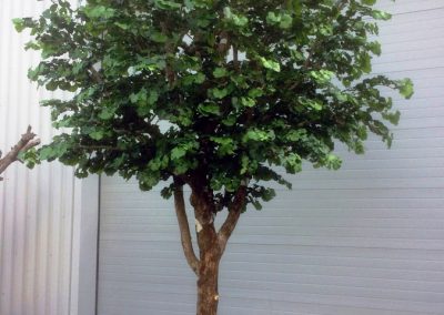 Ginko arbre semi-naturel