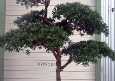 PODOCARPUS-NUAGES arbre semi-naturel