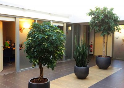 Décoration végétale - Plantes naturelles