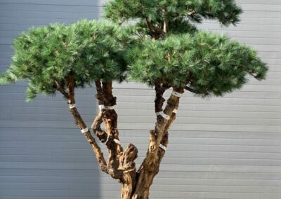 ARBRE SEMI-NATUREL - PIN TRONC GRENADIER